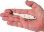 Berkley PowerBait Nessie Fishing Soft Bait - Image 3