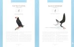 Bird Songs: 250 North American Birds in Song - Image 4
