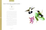 Bird Songs: 250 North American Birds in Song - Image 5