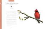 Bird Songs: 250 North American Birds in Song - Image 6