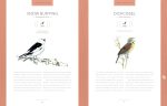 Bird Songs: 250 North American Birds in Song - Image 7