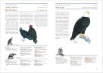 The Backyard Bird-Lover's Guide: Attracting, Nesting, Feeding - Image 5