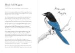 A Dumb Birds Field Guide to the Worst Birds Ever - Image 11
