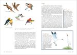 The Backyard Bird-Lover's Guide: Attracting, Nesting, Feeding - Image 4