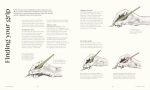 The Calligraphy Book: Pointed Pen Techniques, Inspiration, and Projects - Image 5