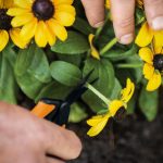 Fiskars 6" Non-Stick Pruning Snips, Resin-Resistant Garden Scissors - Image 6