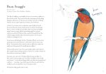 A Dumb Birds Field Guide to the Worst Birds Ever - Image 12