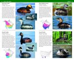 National Wildlife Federation Field Guide to Birds of North America - Image 3