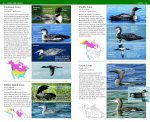 National Wildlife Federation Field Guide to Birds of North America - Image 4