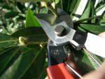 Okatsune 103 Bypass Pruners General Purpose Medium (One Pack) - Image 4