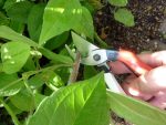 Okatsune 103 Bypass Pruners General Purpose Medium (One Pack) - Image 6