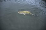 Yum Lures Dinger 5" Bulk 30-Pack - Image 6